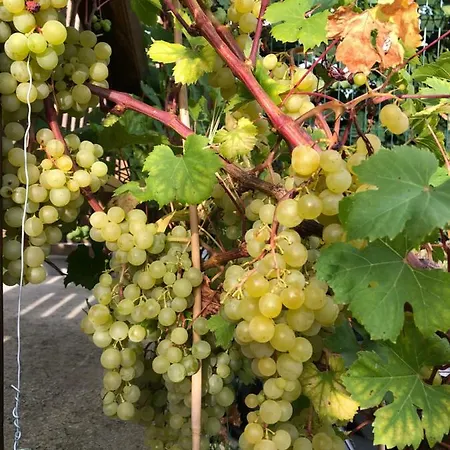 度假居 La Maison Du Vigneron - De Charme - 4 Etoiles